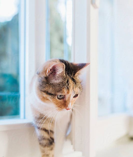 Eine Katze kommt durch das Fenster herein