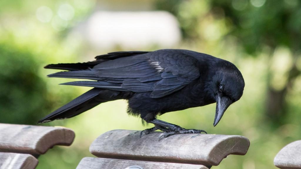 Traum von einer schwarzen Krähe, die in ein Fenster fliegt