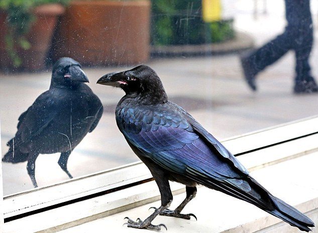 Traum von einer Krähe, die gegen ein Fenster fliegt