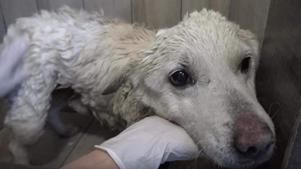 Was träumt man von einem verwundeten Hund, der mit Blut bedeckt ist?