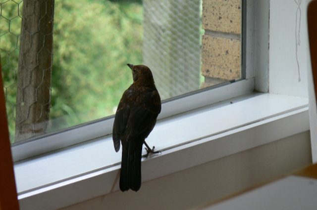 Was träumt man von Vögeln, die ins Haus fliegen