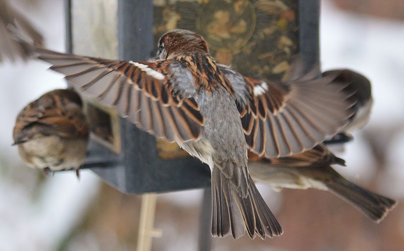 Traum von schwarzen Vögeln im Haus