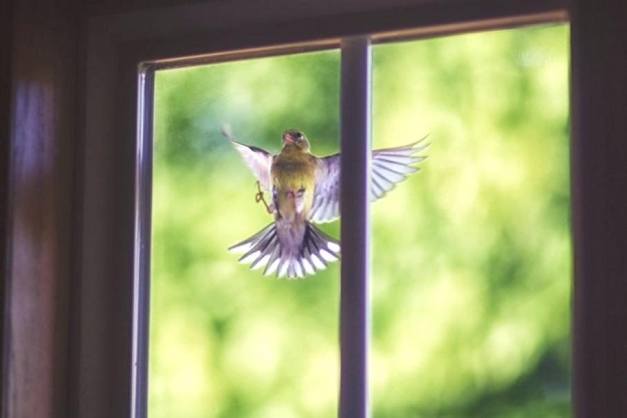 Was träumt man von vielen Vögeln im Haus