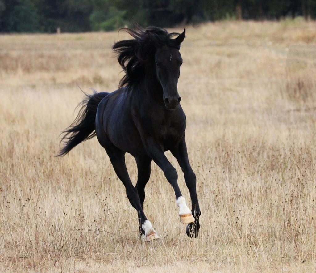 Schwarzes Fohlen