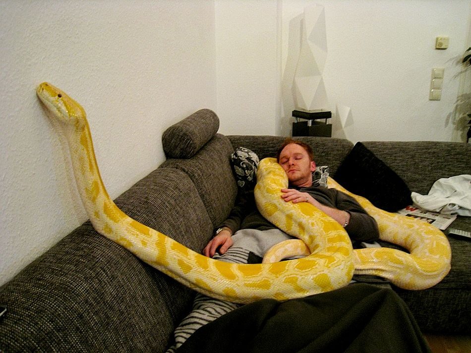 Ein Haustierpython