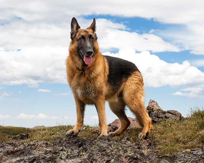 Traum von einem Schäferhund