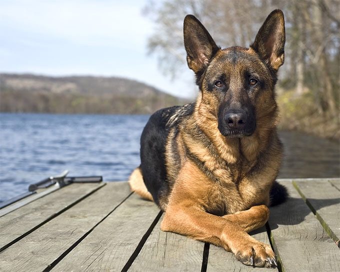 was ist ein Traum Schäferhund deutsche Frau