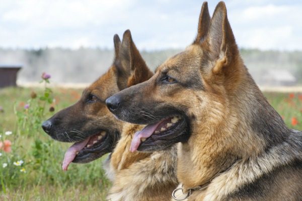 warum träumt man als Frau von einem Schäferhund