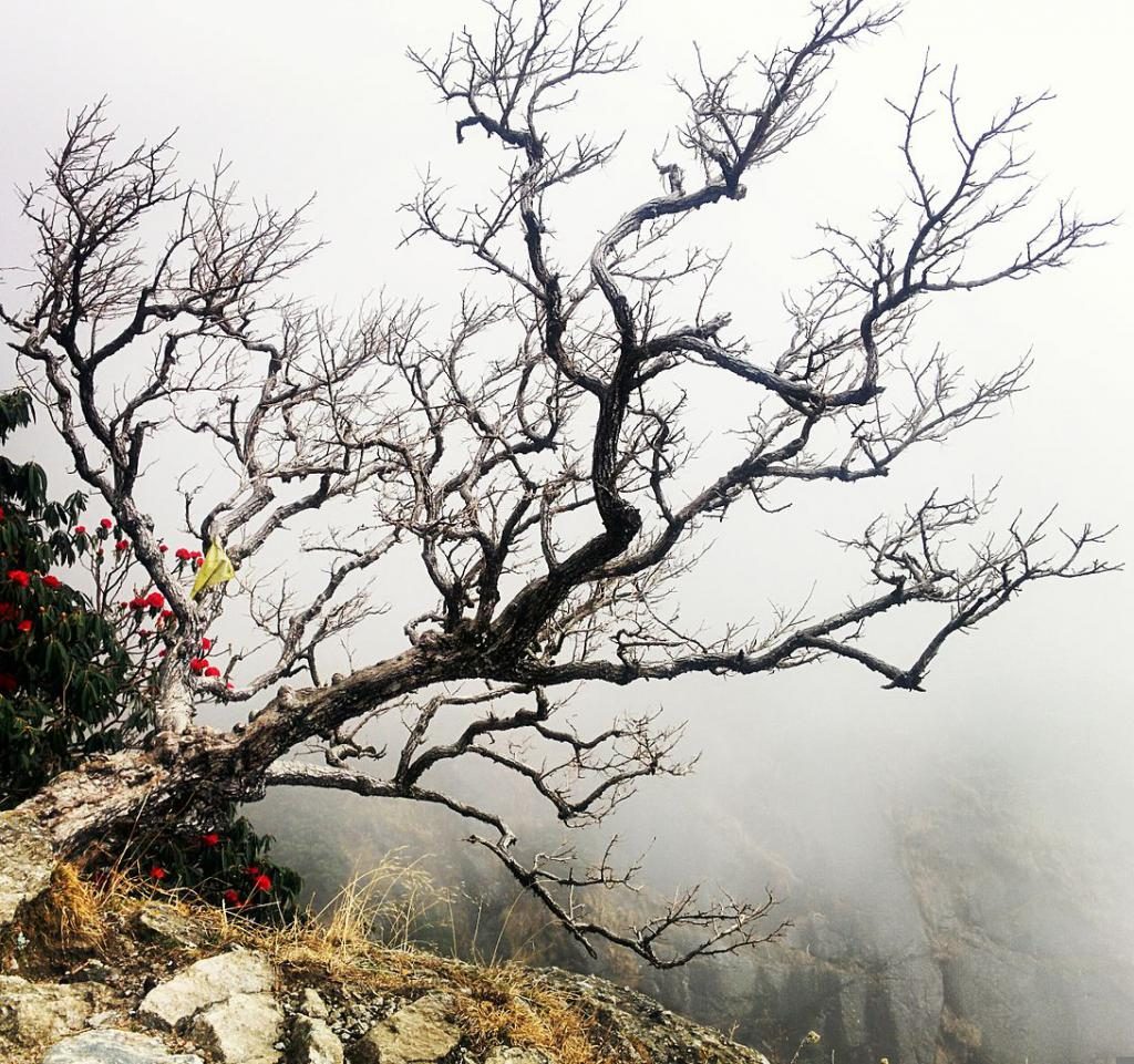 Traum von einem verdorrten Baum