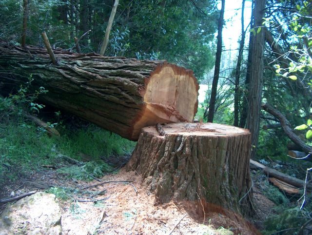 Bäume fällen im Traum