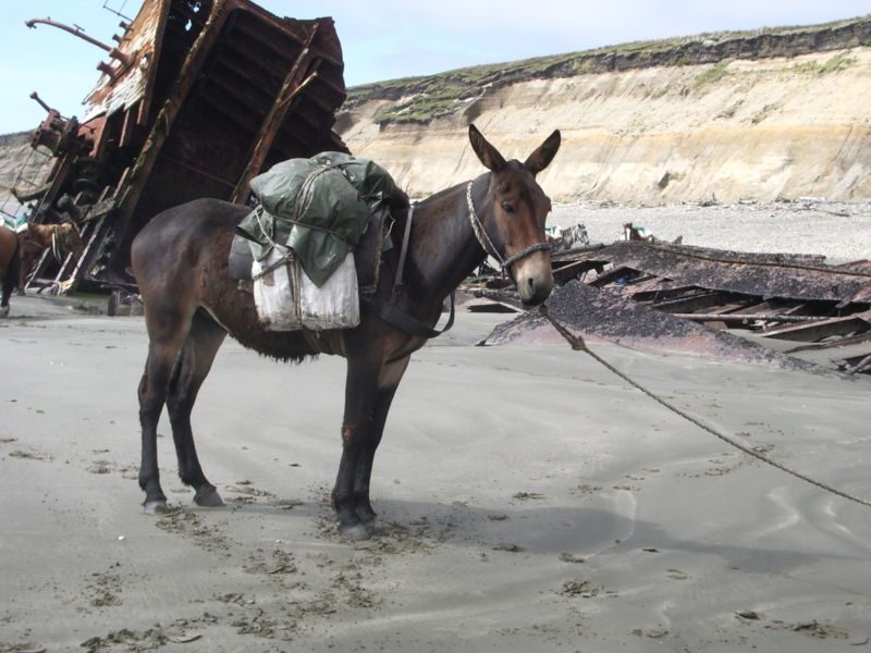 Traum vom Reiten auf einem Esel