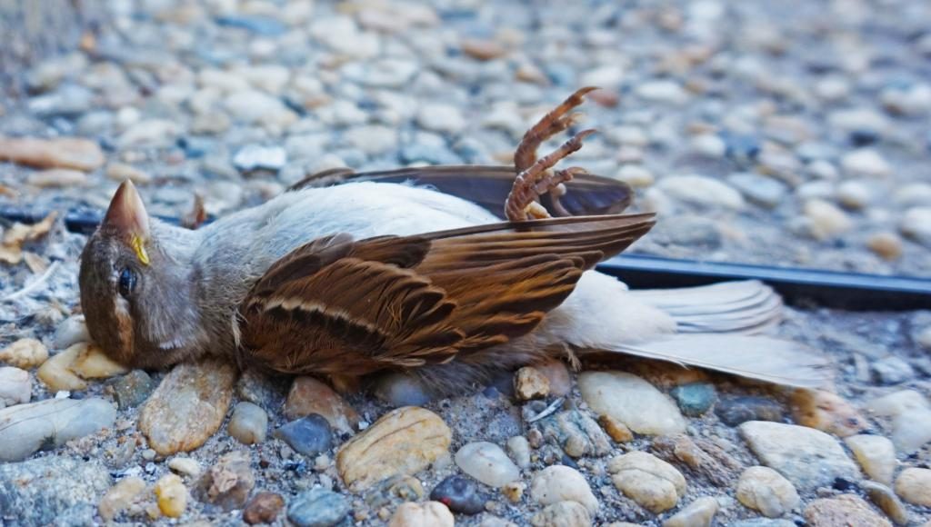 Toter Vogel im Traum