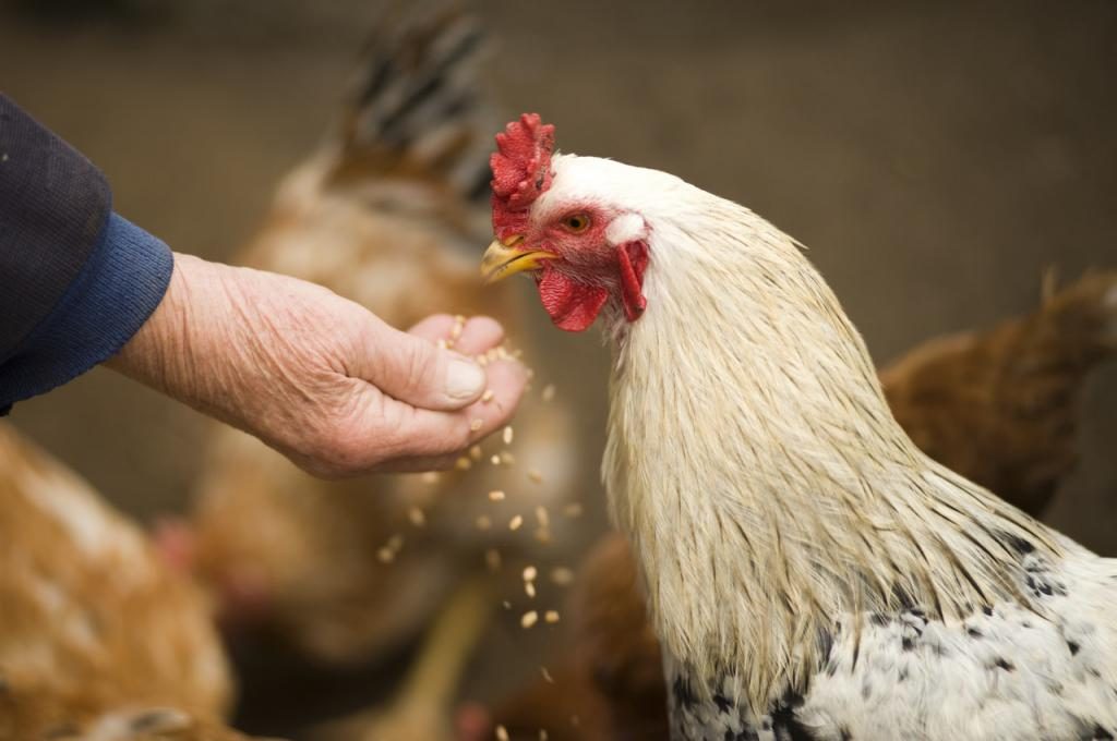 Ein Mann füttert ein Huhn