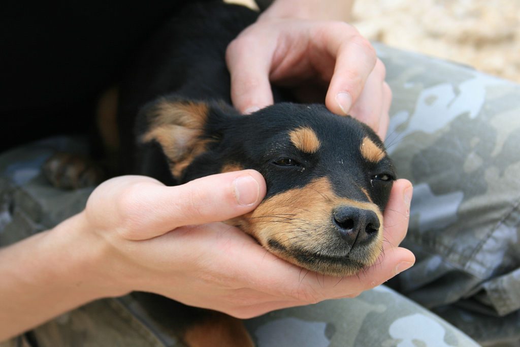 Dunkler Hund im Traum