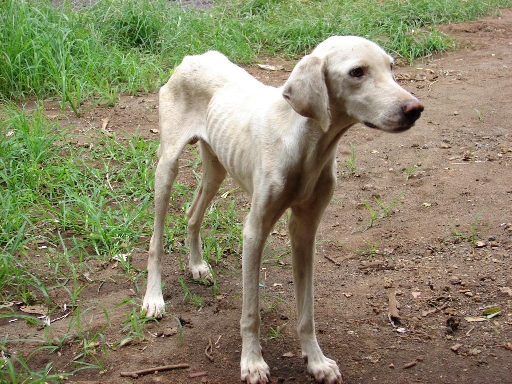 Abgemagerter und bösartiger Hund