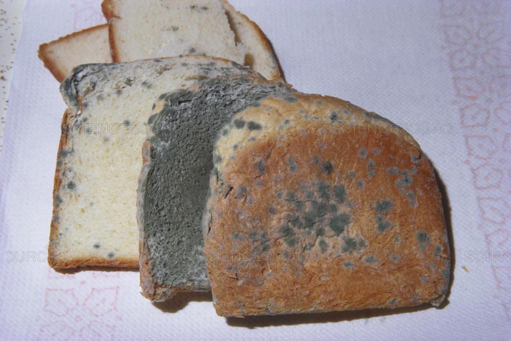 Schimmel auf Brot