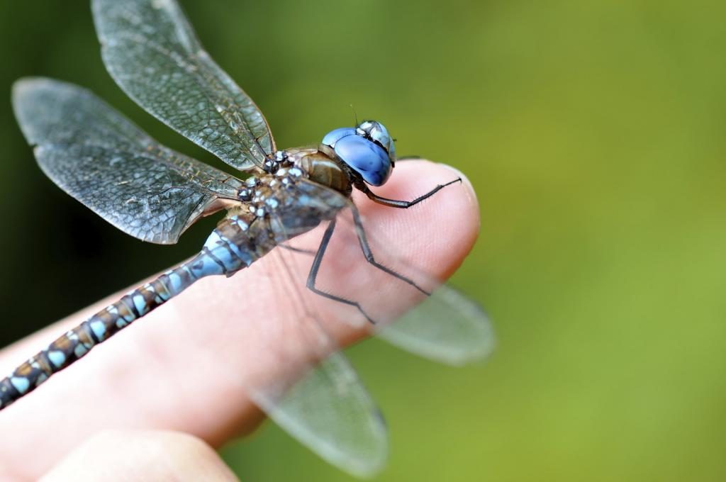 Libelle auf dem Finger