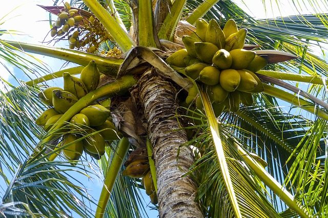 Palme mit Kokosnüssen