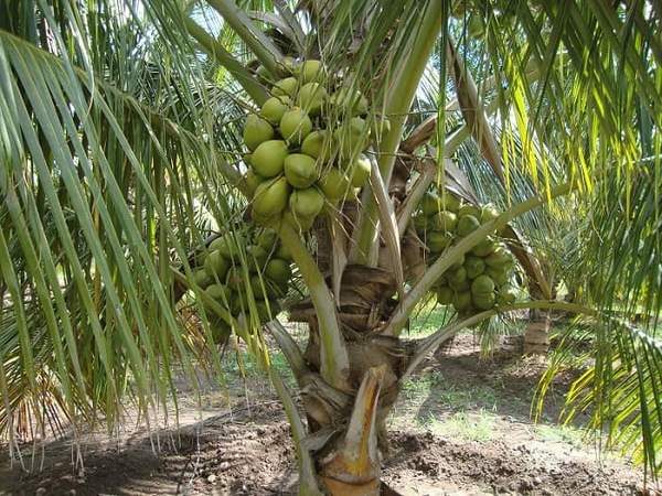 Palme mit Früchten