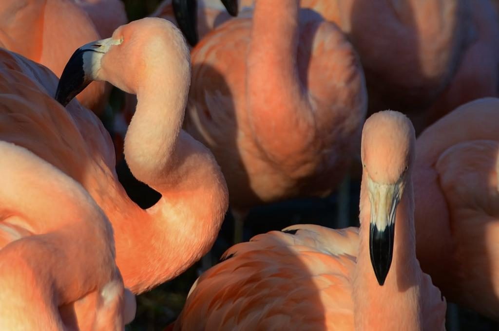 Flamingo im Traum