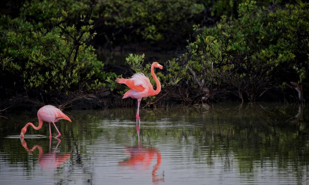 Traum von einem rosa Flamingo