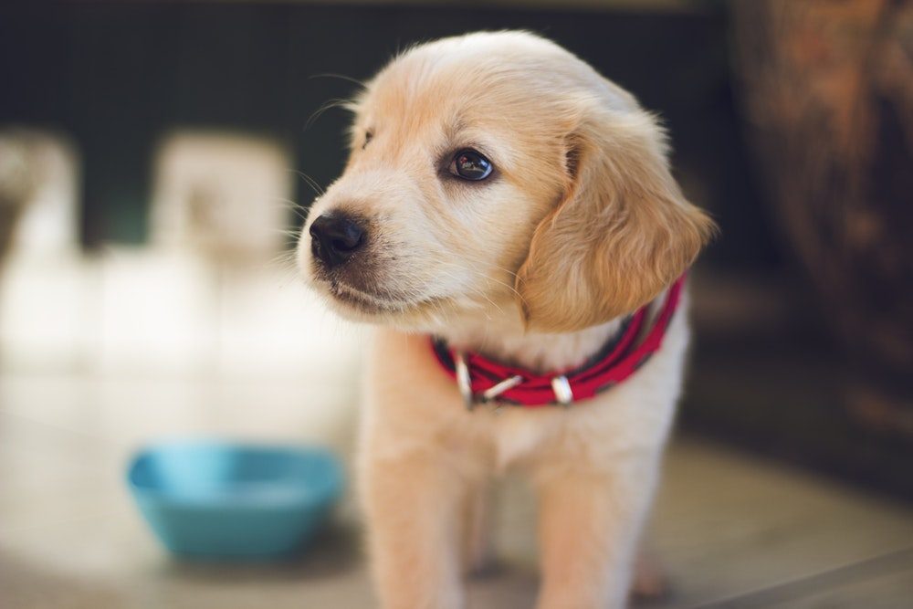 träumen Sie davon, einen Hund zu kaufen