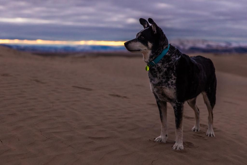 einen Hund im Traum kaufen