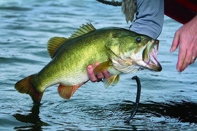 Einen Fisch fangen im Traum