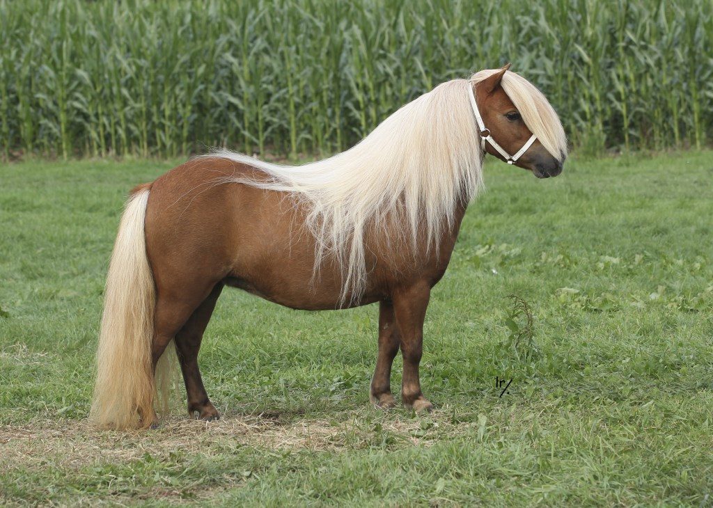 Traum Pony