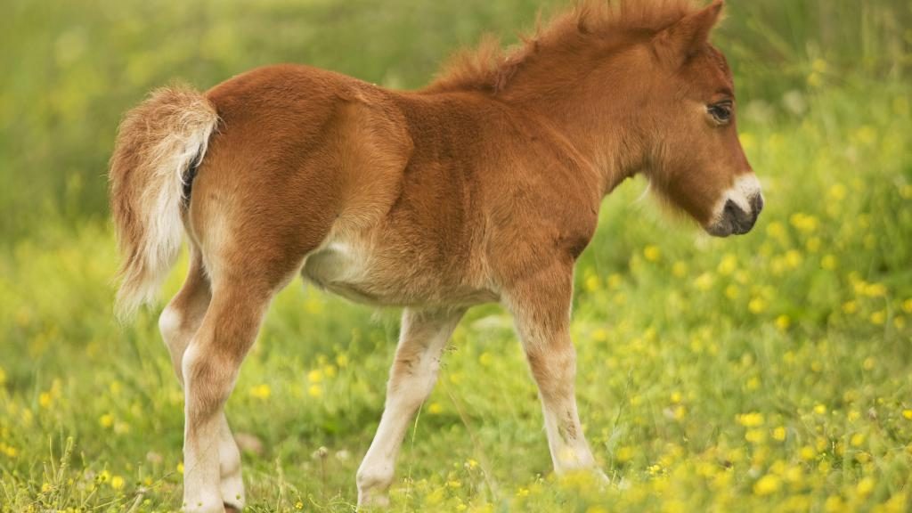 Was ist der Traum von einem Pony für eine Frau