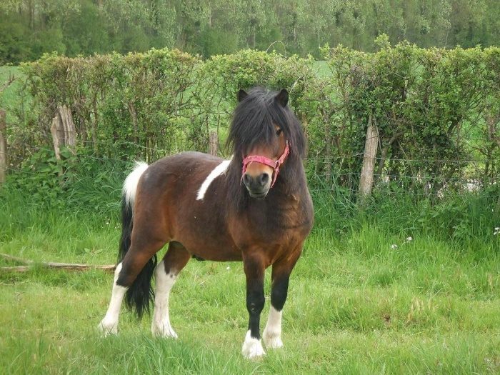 Was träumt man von einem weißen Pony