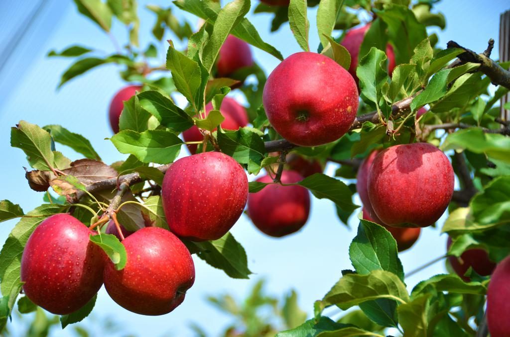 Davon träumen, Äpfel von einem Baum zu pflücken