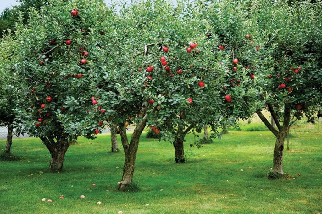 Von großen Äpfeln an einem Baum träumen