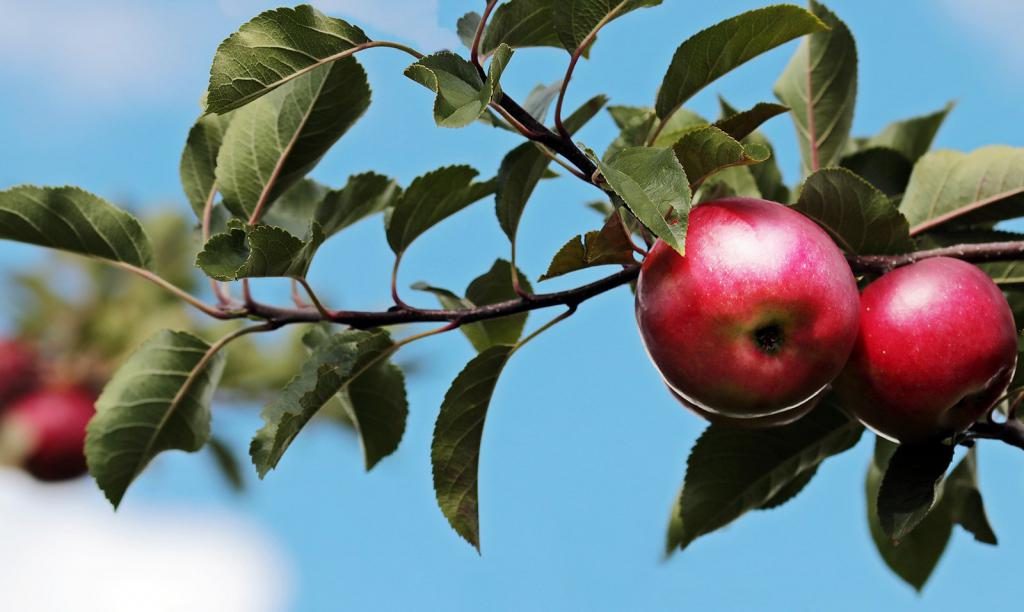 Was träumt man als Frau von Äpfeln am Baum?