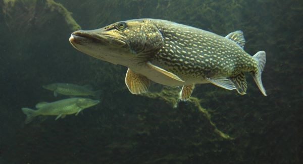 Ein großer Hecht im Wasser