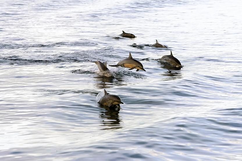 träumen, im meer in klarem wasser zu schwimmen