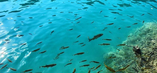 träumen, in klarem wasser zu schwimmen