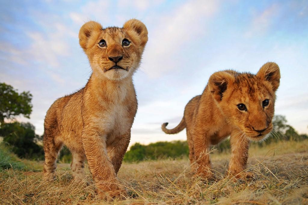 kleine löwenbabys