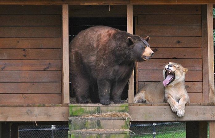 Löwe und Bär