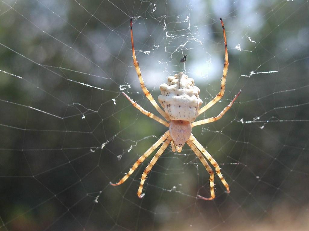 Weiße Spinne und ein Spinnennetz.