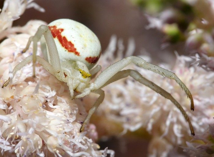 Weiße Spinne in Blumen.