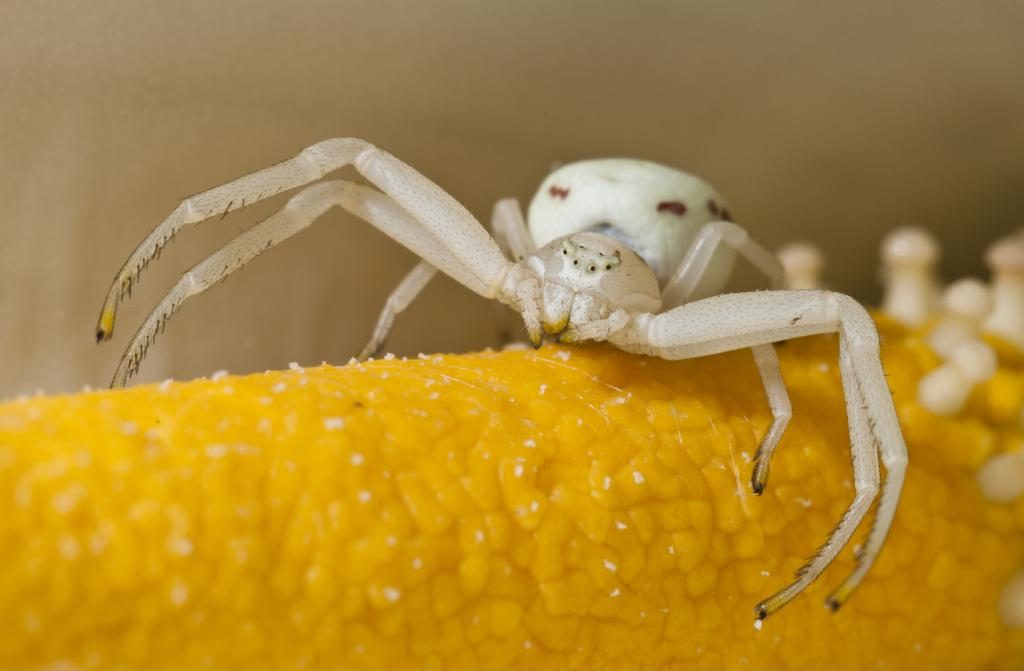 Weiße Spinne auf Mais.