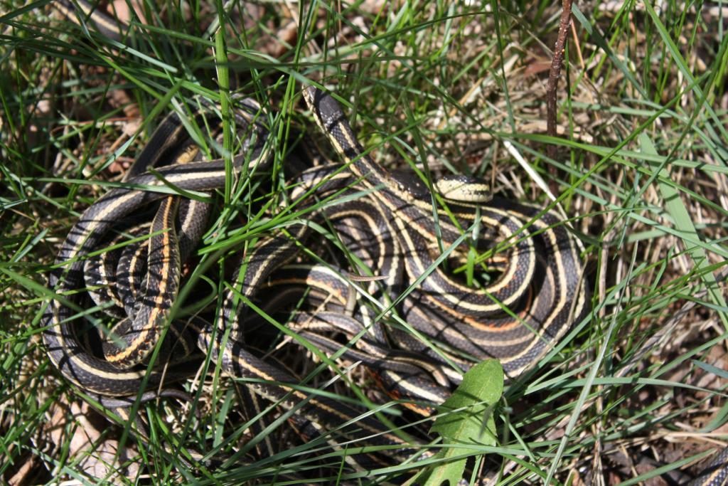 Traum von Schlangen im Wald