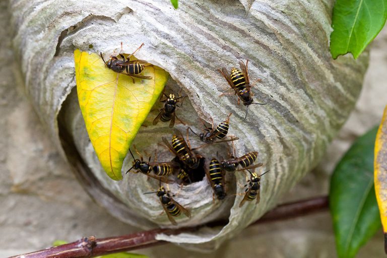 Wespe in einem Traum gestochen