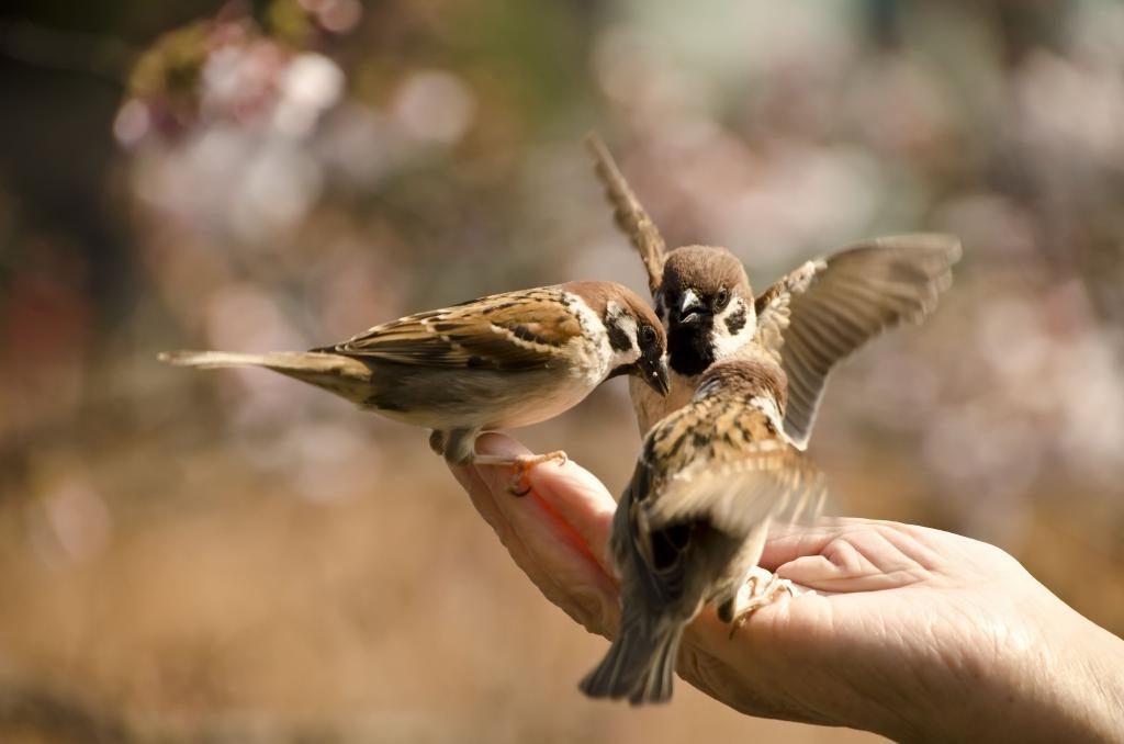 viele Vögel