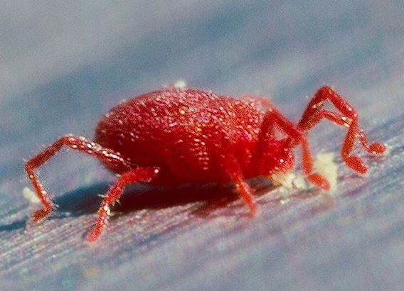 Traum rote Spinne