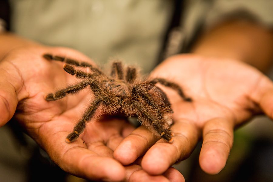 Was ist ein Traum über eine rote Spinne für ein Mädchen?