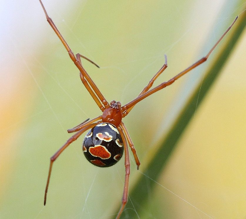 was ist ein Traum rote Spinne Frau