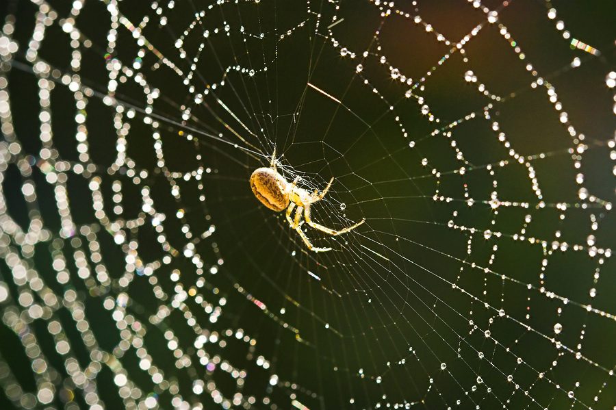 Traum über kleine rote Spinnen