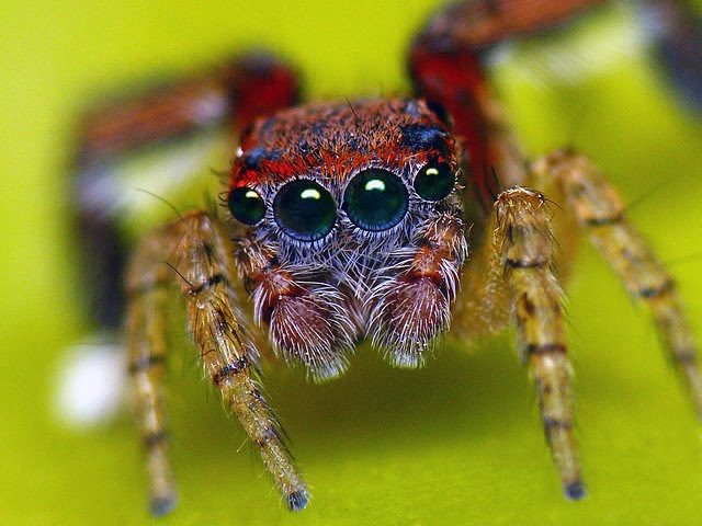 Was ist der Traum von einer roten Spinne Mann